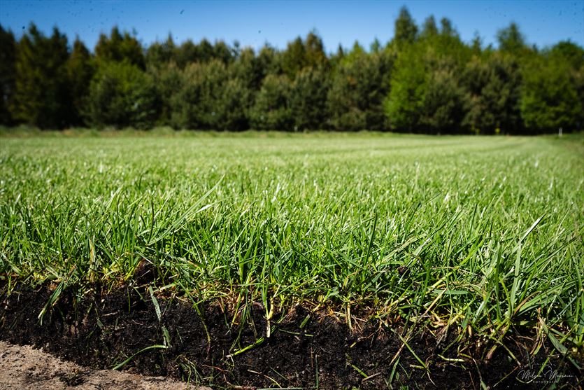 Producent trawników z rolki, Trawa z rolki - Trawniki Jaworznik, Jaworznik
